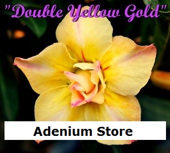 (image for) New Adenium \'Double Yellow Gold\' 5 Seeds